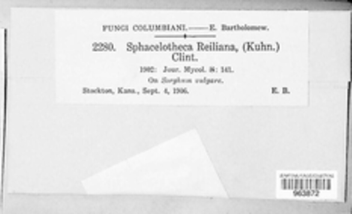 Sporisorium reilianum image